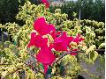 Bougainvillea / Bougainvillea spectabilis